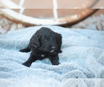 Small Goldendoodle