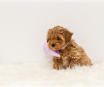 Small Photo #1 Maltipoo Puppy For Sale in LITTLE ROCK, AR, USA