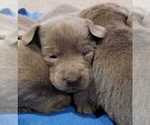 Small Photo #15 Labrador Retriever Puppy For Sale in OLYMPIA, WA, USA