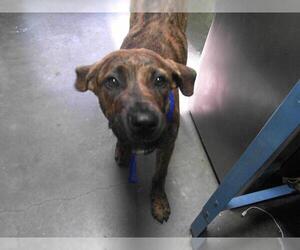 Plott Hound-Unknown Mix Dogs for adoption in Tulsa, OK, USA