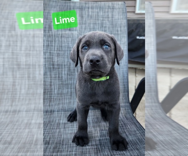Medium Photo #16 Labrador Retriever Puppy For Sale in GARVIN, MN, USA