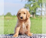 Small #1 Labradoodle-Poodle (Standard) Mix