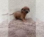 Puppy 3 Chiweenie-Jack Russell Terrier Mix