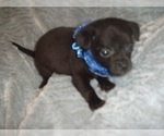 Small Photo #2 Chihuahua Puppy For Sale in JACKSON, MS, USA
