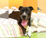 Small #3 American Pit Bull Terrier Mix