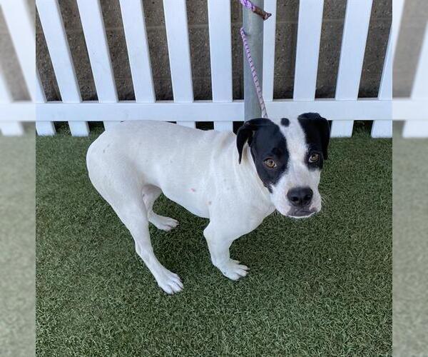 Medium Photo #1 Staffordshire Bull Terrier-Unknown Mix Puppy For Sale in Modesto, CA, USA