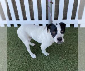 Staffordshire Bull Terrier-Unknown Mix Dogs for adoption in Modesto, CA, USA
