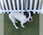 Small Staffordshire Bull Terrier Mix
