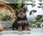 Small Photo #8 Shorkie Tzu Puppy For Sale in KIRKWOOD, PA, USA