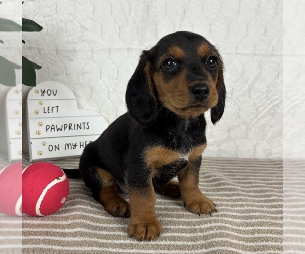 Medium Photo #2 Dachshund Puppy For Sale in GREENFIELD, IN, USA