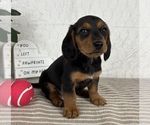 Small #1 Dachshund