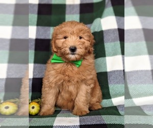 Double Doodle Puppy for sale in NOTTINGHAM, PA, USA