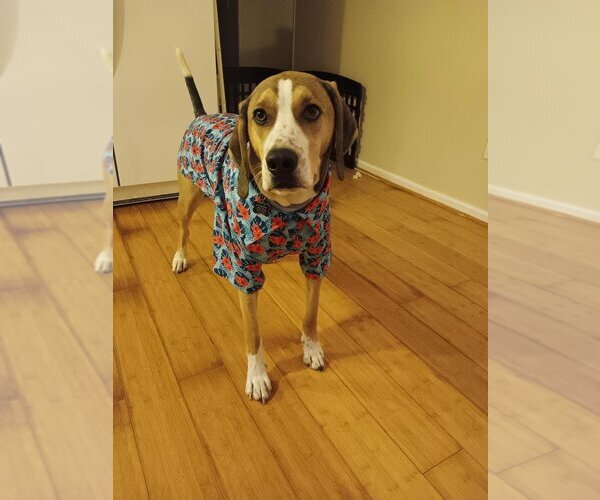 Medium Photo #2 Mutt Puppy For Sale in Morganville, NJ, USA