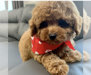 Poodle (Toy) Puppy for sale in FORT MILL, SC, USA