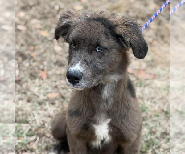 Medium Photo #2 Aussiedor Puppy For Sale in Yardley, PA, USA