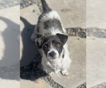 Small Jack Russell Terrier