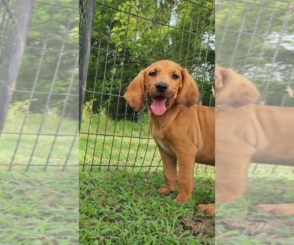 Medium Photo #1 Bloodhound-Catahoula Leopard Dog Mix Puppy For Sale in CUMBY, TX, USA