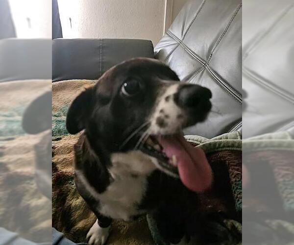 Medium Photo #2 Mutt Puppy For Sale in San Antonio, TX, USA