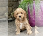 Small #5 Cockapoo