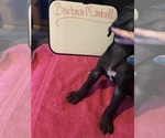 Small Photo #47 Great Dane Puppy For Sale in MINERAL WELLS, TX, USA