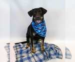Small #3 Labrador Retriever Mix