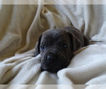 Small Photo #5 Cane Corso Puppy For Sale in SAN ANTONIO, TX, USA