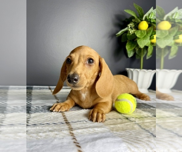 Medium Photo #2 Dachshund Puppy For Sale in GREENFIELD, IN, USA