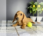 Small #1 Dachshund