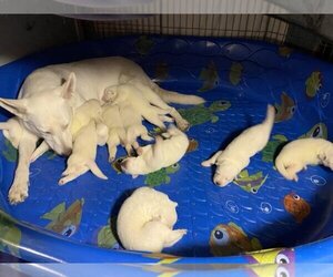 German Shepherd Dog Puppy for sale in CUSICK, WA, USA