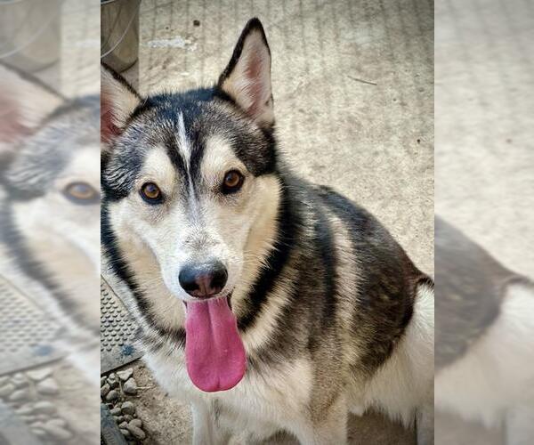 Medium Photo #1 Siberian Husky Puppy For Sale in Lodi, CA, USA