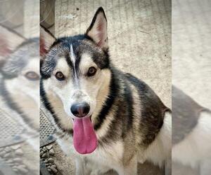 Siberian Husky Dogs for adoption in Lodi, CA, USA