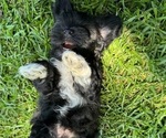 Small #1 Havanese