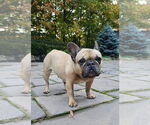 Small #1 French Bulldog