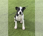 Small #2 Mutt
