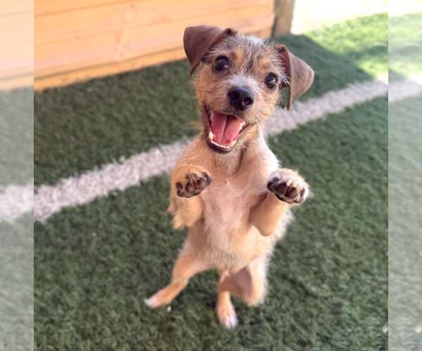Medium Photo #2 Mutt Puppy For Sale in Phoenix, AZ, USA