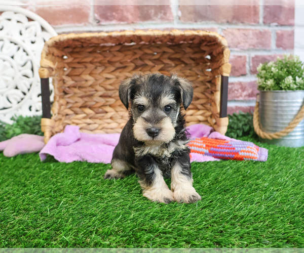 Medium Photo #4 Schnauzer (Miniature) Puppy For Sale in SYRACUSE, IN, USA