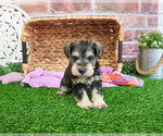 Small #3 Schnauzer (Miniature)