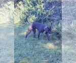 Small #17 American Pit Bull Terrier-Red Heeler Mix