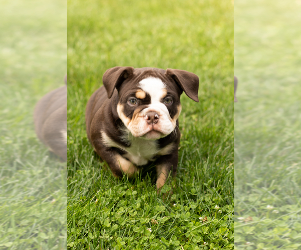 Medium Photo #3 English Bulldog-Olde English Bulldogge Mix Puppy For Sale in MILFORD, IN, USA