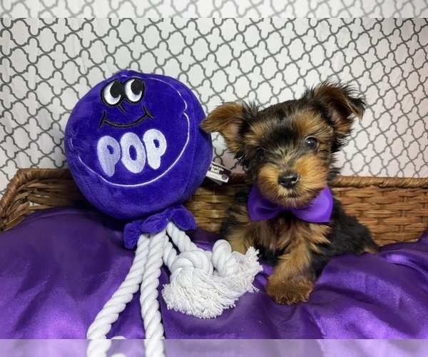 Medium Photo #1 Yorkshire Terrier Puppy For Sale in SARASOTA, FL, USA