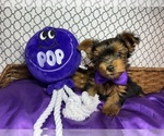 Puppy Purple Yorkshire Terrier
