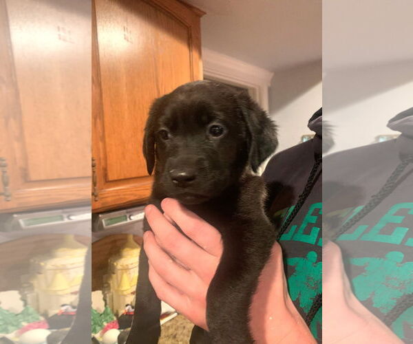 Medium Photo #1 Labbe Puppy For Sale in Wheaton, IL, USA