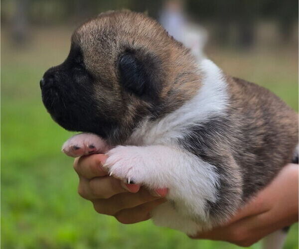 Medium Photo #6 Akita Puppy For Sale in STRAFFORD, MO, USA