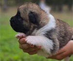Small #5 Akita