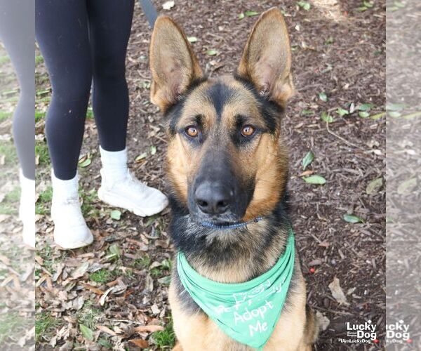 Medium Photo #8 German Shepherd Dog-Unknown Mix Puppy For Sale in Washington, DC, USA