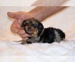 Small Photo #9 Poodle (Toy)-YorkiePoo Mix Puppy For Sale in DYERSBURG, TN, USA