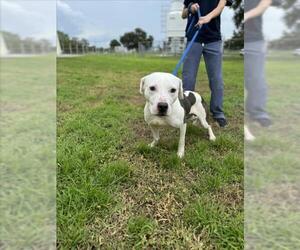 American Pit Bull Terrier Dogs for adoption in Vero Beach, FL, USA