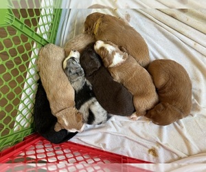Australian Shepherd-Goldendoodle Mix Puppy for sale in WEEKI WACHEE, FL, USA