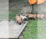 Small #11 Boerboel