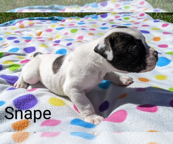 Medium Photo #7 American Bulldog Puppy For Sale in MILLS RIVER, NC, USA